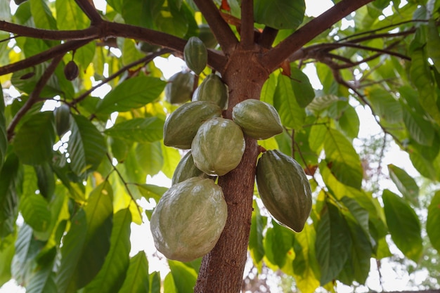 Świeże strąki kakao z drzewa kakaowego