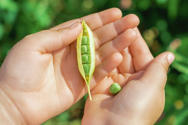 Świeże strąki zielonego groszku w rękach dziecka.