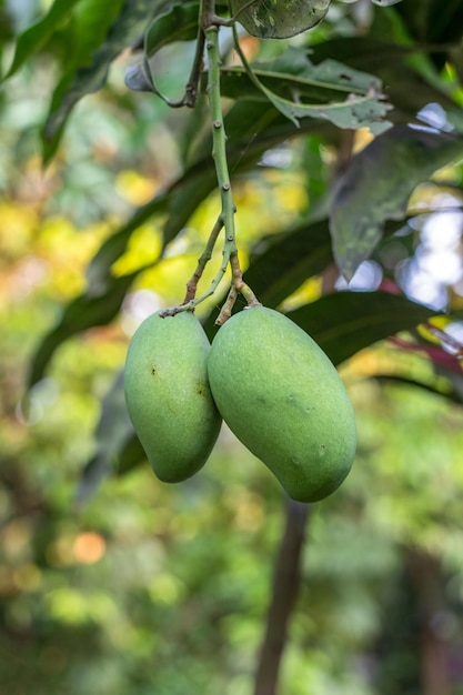 Świeże surowe mango wiszące na drzewie w gospodarstwie rolnym