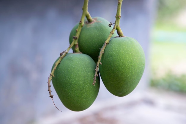 Świeże Surowe Trzy Zielone Mango Zawiasy W Gałęzi Drzewa Selective Focus