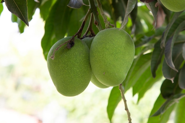 Świeże surowe zielone mango na drzewie