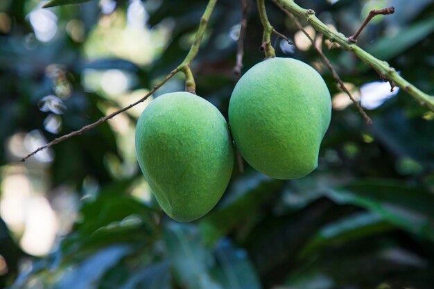 Świeże surowe zielone mango zawiasowe w gałęzi drzewa Selective Focus