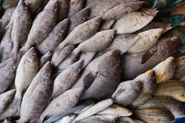 Świeże surowe złowione ryby na sprzedaży lodu na targu rybnym Wzór owoców morza