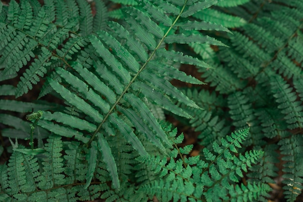 Zdjęcie Świeże tropikalne tło liści tropical