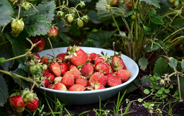 Świeże truskawki uprawiane w domu w misce między krzewami truskawek Dojrzałe czerwone jagody zbierane w ogrodzie domu Letnie owoce żywe kolorowe tło