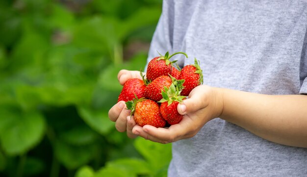 Świeże truskawki w rękach dziecka. Natura. Selektywne skupienie.