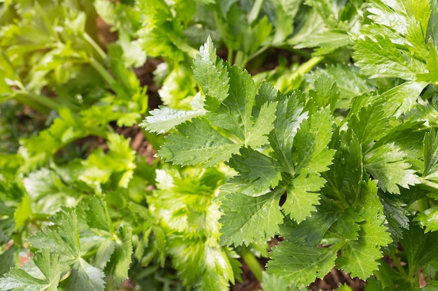 Zdjęcie Świeże warzywa organiczne, seler rosnący w ogrodzie