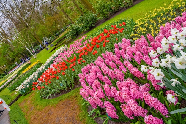 Świeże, wczesnowiosenne, różowofioletowo-białe cebulki hiacyntu Kwietnik z hiacyntami w parku Keukenhof Lisse Holandia Holandia