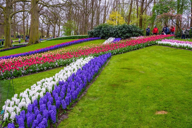 Świeże, wczesnowiosenne, różowofioletowo-białe cebulki hiacyntu Kwietnik z hiacyntami w parku Keukenhof Lisse Holandia Holandia