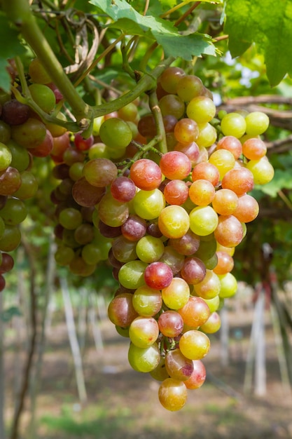 Świeże winogrona organiczne na gałęzi winorośli