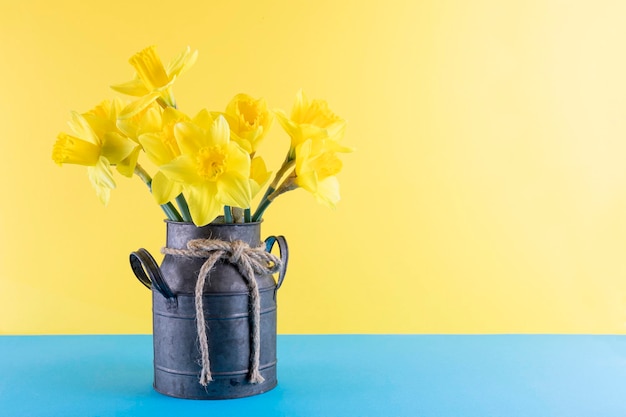 Świeże wiosenne jasnożółte kwiaty narcyzów w metalowym garnku na niebiesko-żółtym tle