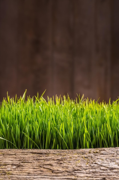 Zdjęcie Świeże wiosny zielona trawa