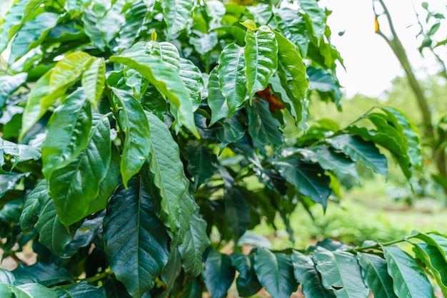 Świeże ziarna kawy na gałęzi kawowca Liście arabiki plantacja szkółki kawowca