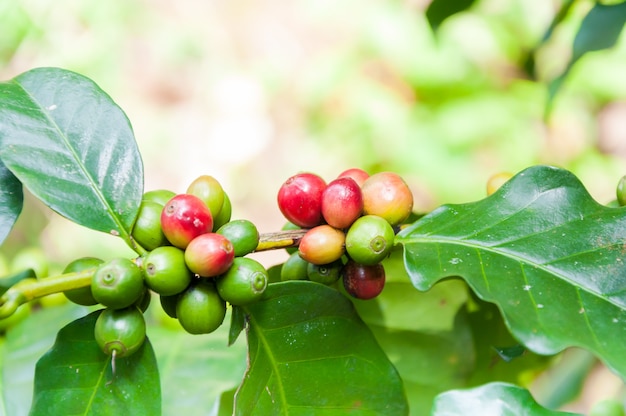 Świeże Ziarna Kawy W Drzewie Roślin Kawy, świeże Owoce Kawy Arabica Na Drzewie