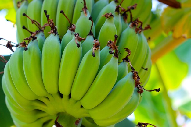 Świeże zielone banany Banany wiszące na drzewie
