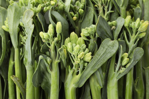 Świeże zielone broccolini na całym tle