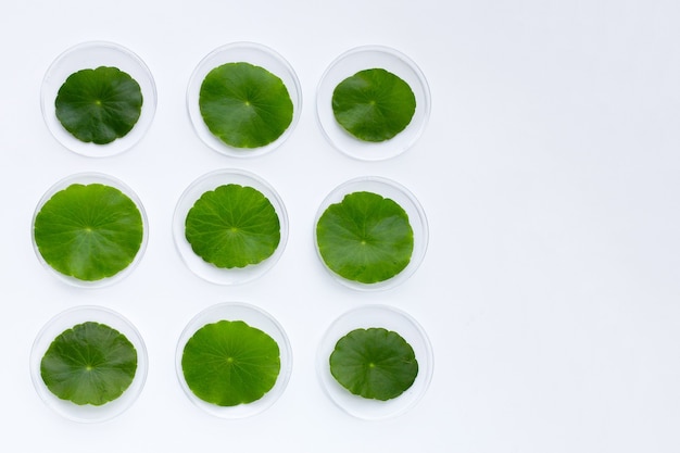 Świeże zielone centella asiatica pozostawia na płytkach Petriego na białym tle.