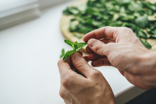 Świeże zielone gałązki mięty zbliżenie w męskich rękach. Peeling miętowy, przygotowanie do suszenia do parzenia zdrowej herbaty.