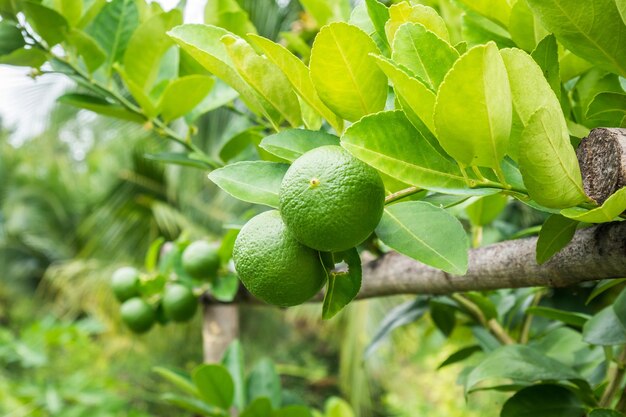 Świeże zielone limonki cytrynowe na drzewie w organicznym ogrodzie