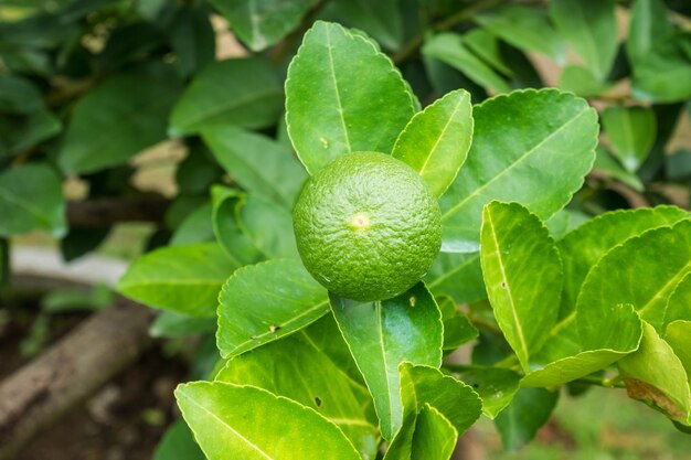 Świeże zielone limonki cytrynowe na drzewie w organicznym ogrodzie