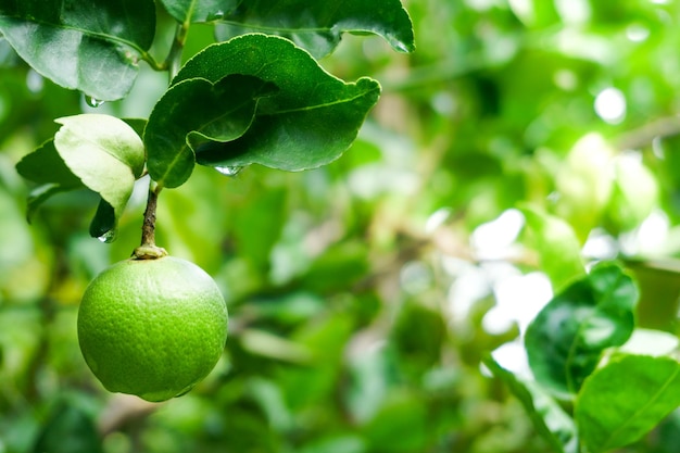 Świeże zielone limonki surowa cytryna wisząca na drzewie z kroplą wody w uprawie limonek ogrodowych