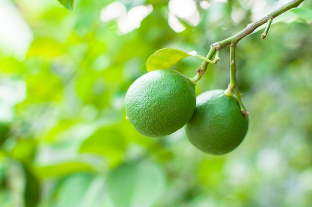 Świeże zielone limonki surowa cytryna wiszące na drzewie w uprawie limonek ogrodowych