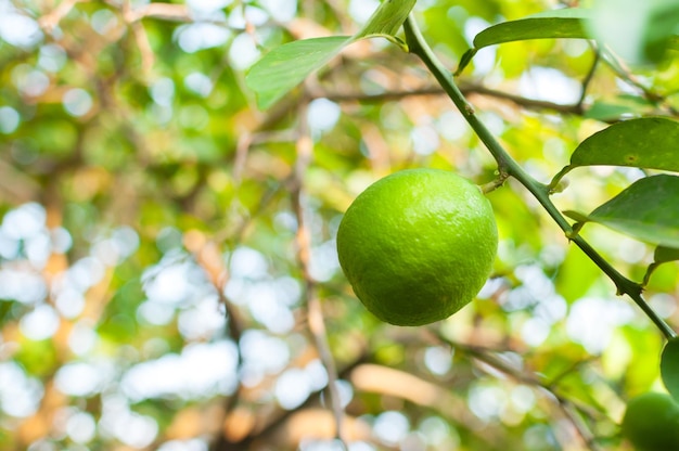 Świeże zielone limonki surowa cytryna wiszące na drzewie w uprawie limonek ogrodowych