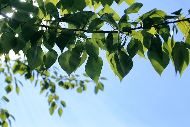 Świeże zielone liście drzew na czystym, błękitnym niebie