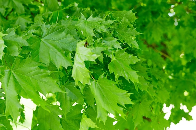 Świeże zielone liście klonu w tle ze światłem dziennym