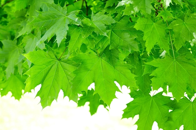 Świeże zielone liście klonu w tle ze światłem dziennym