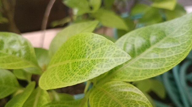 Zdjęcie Świeże zielone liście na zdjęciu z bliska