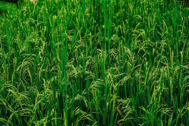 Świeże zielone liście naturalne i letnie tło