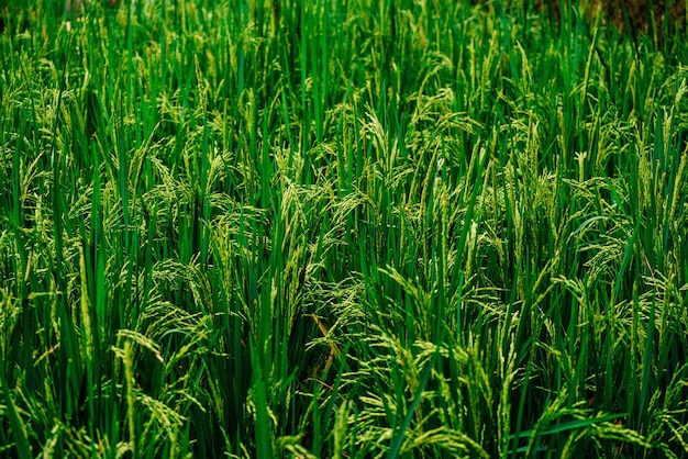 Świeże zielone liście naturalne i letnie tło