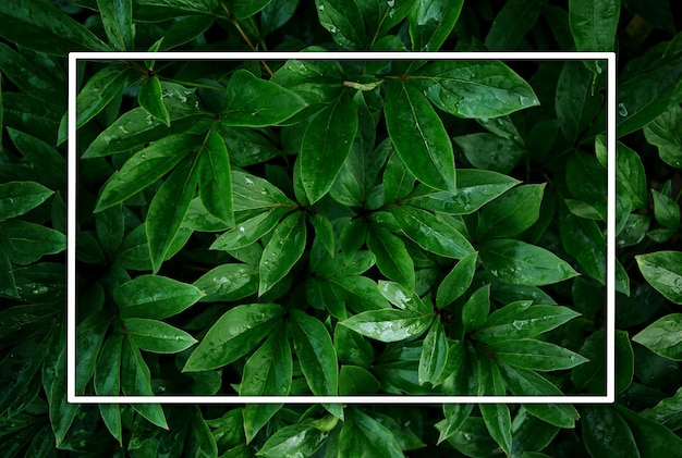 Świeże zielone liście po deszczu z kroplami wody Zielone letnie tło z białą ramką