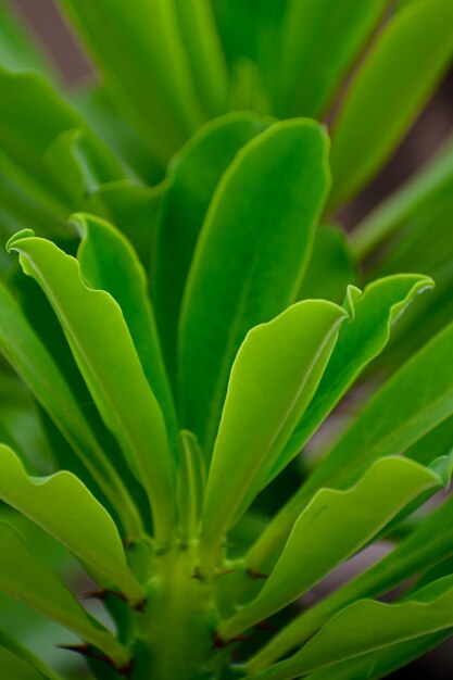 Świeże zielone liście tło płytka głębia ostrości częściowo skupiona fotografia
