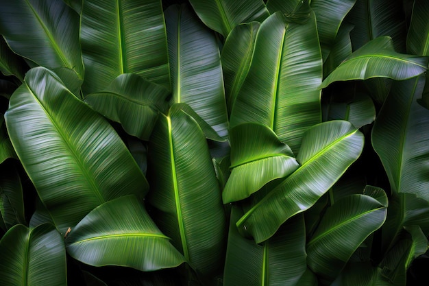 Świeże zielone liście tropikalne bananów na białym tle na czarnym tle