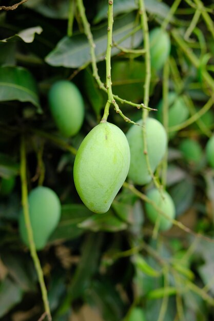 Świeże zielone mango w ogrodzie