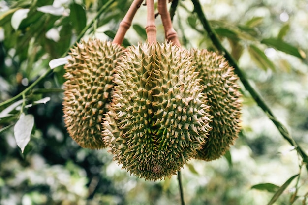 Świeże zielone owoce durianów wiszące na tropikalnym drzewie