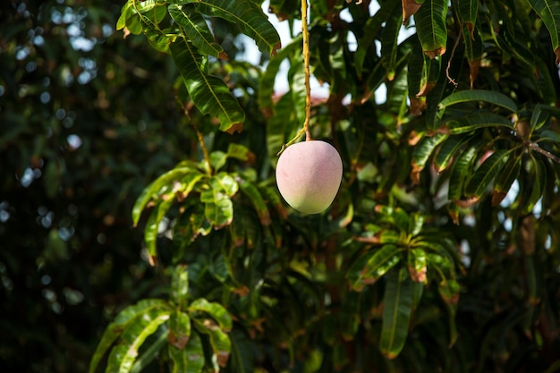 Zdjęcie Świeże zielone owoce mango na drzewie w sadzie.