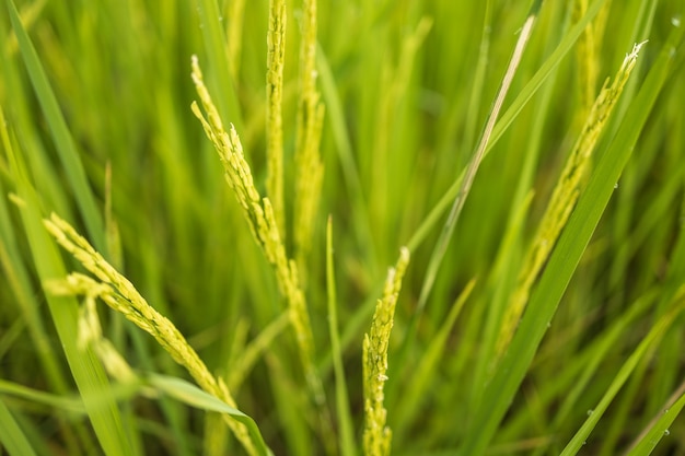 Świeże zielone pola ryżowe na polach wyrastają z ziaren na liściach kroplami rosy