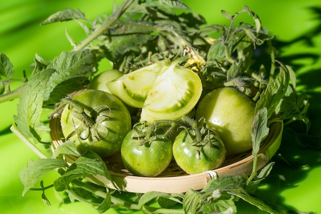 Świeże zielone pomidory na solidnym tle