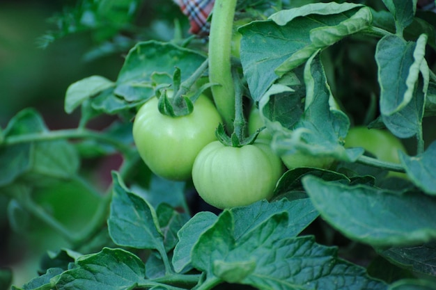 Świeże zielone pomidory w ogrodzie z bliska