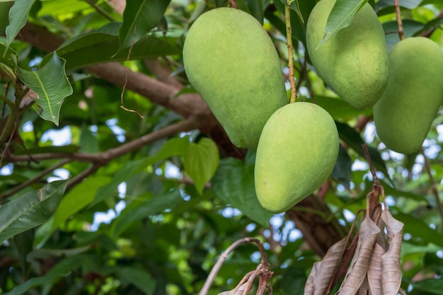 Świeże zielone surowe mango z drzewa mango