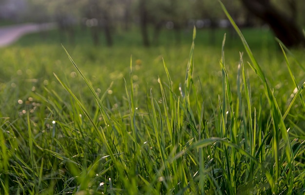 Świeże zielone tło trawy Naturalna tekstura trawy