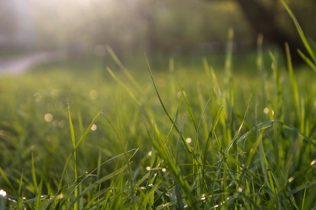 Świeże zielone tło trawy Naturalna tekstura trawy