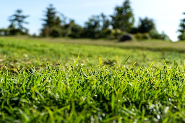 Świeże zielone tło trawy rano