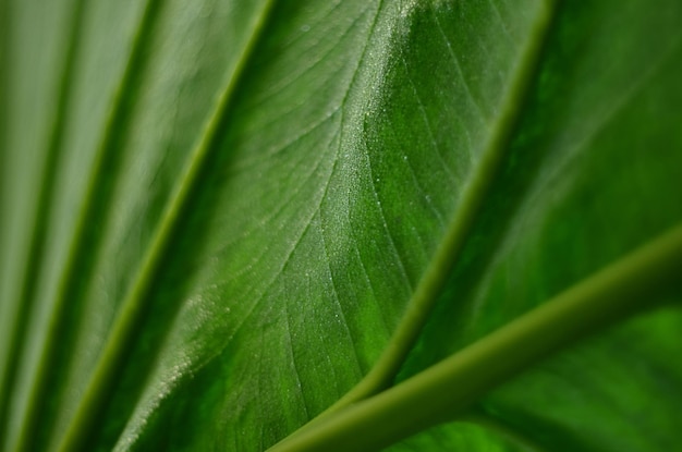 Świeże zielone tło z liśćmi w kroplach deszczu, zdjęcie makro, zielona niewyraźna abstrakcyjna tekstura