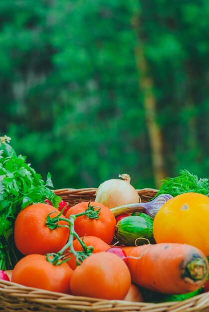 Świezi organicznie warzywa w koszu