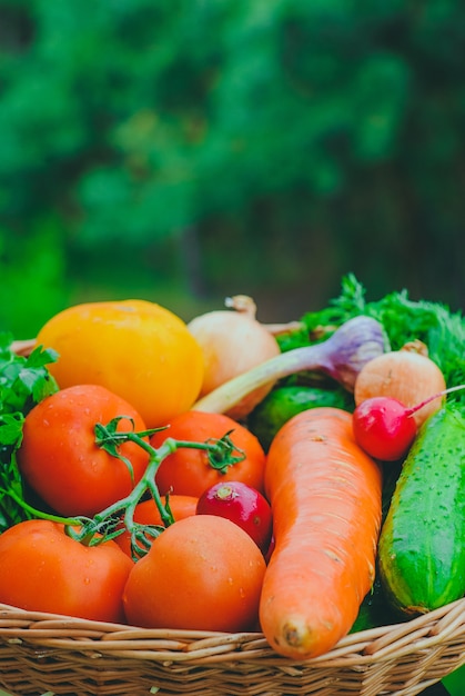 Świezi organicznie warzywa w koszu