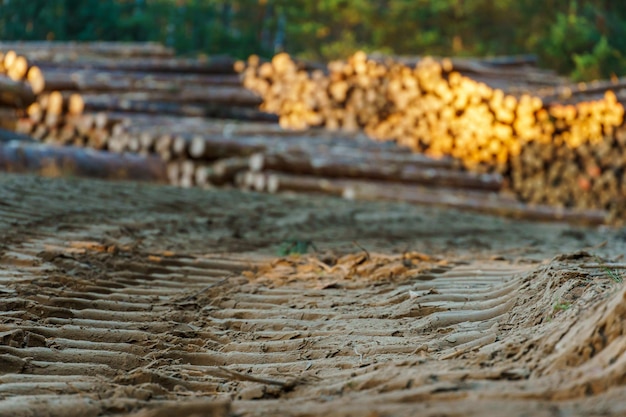 Świeżo ścięte kłody drzew układane są w lesie podczas zachodu słońca Kłody sosnowe przed załadunkiem i transportem Nielegalna wycinka szkodzi środowisku Pozyskiwanie drewna Przemysł drzewny Ścięte drzewa